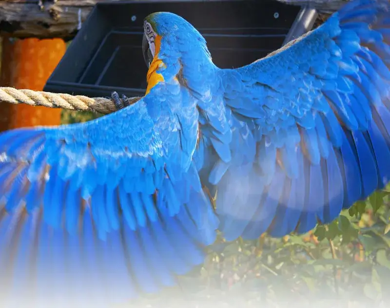 Visuel d'illustration Parrot World