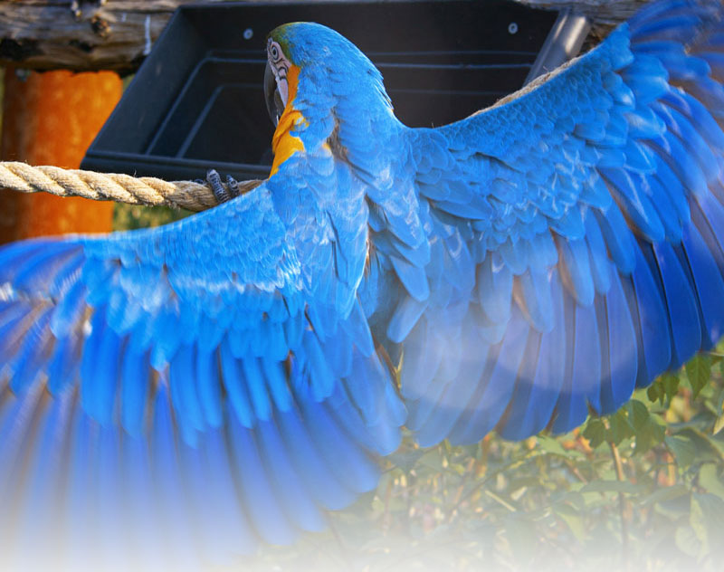 Visuel d'illustration Parrot World
