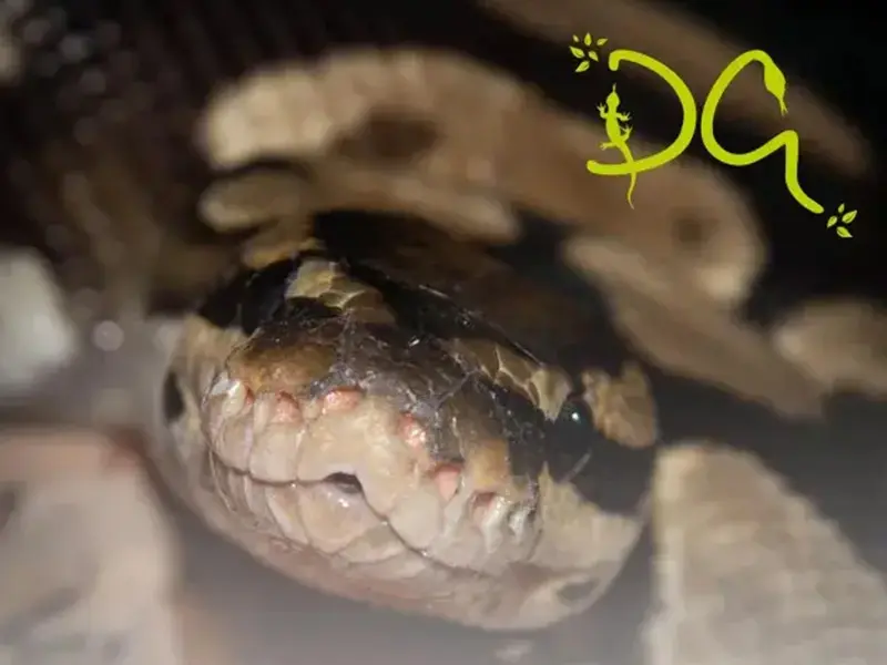 Projet DG Terrario