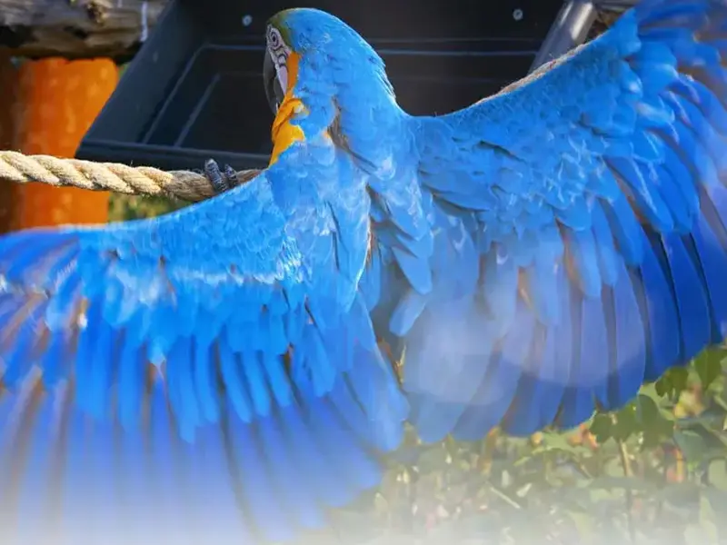 Projet Parrot World